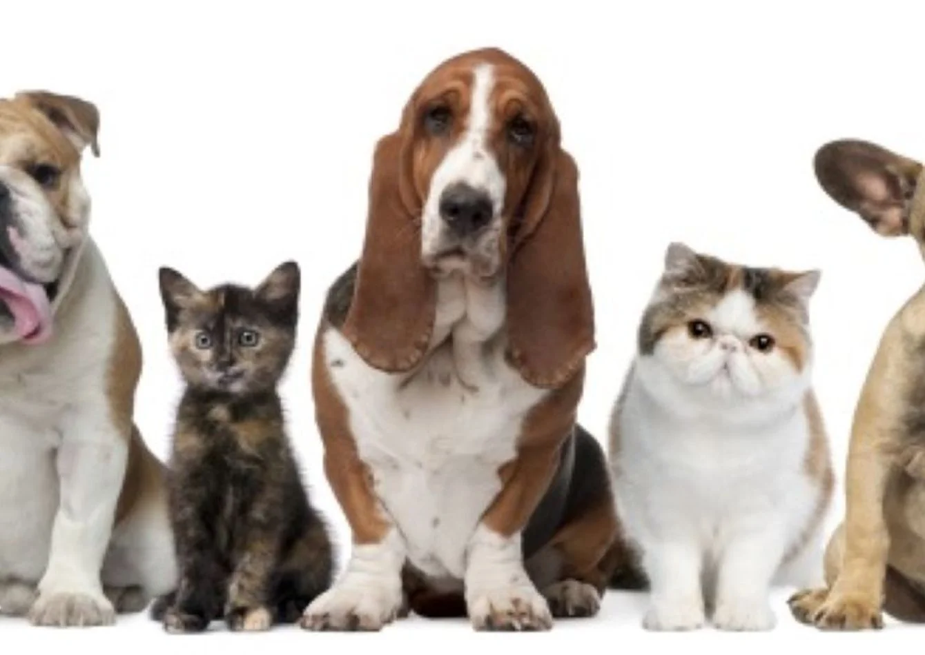 Established Veterinary Practice in Newaygo County, MI — Sale in Grand Rapids, MI, photo 1 of 1