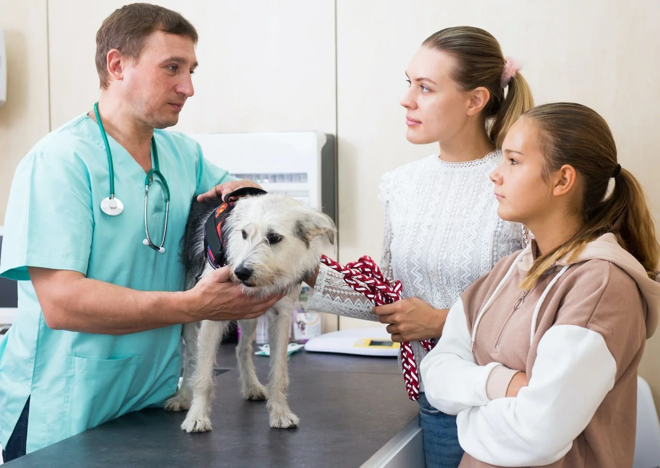Thriving Legacy Animal Hospital Serving St. Louis… — Sale in St Louis, MO, photo 1 of 1