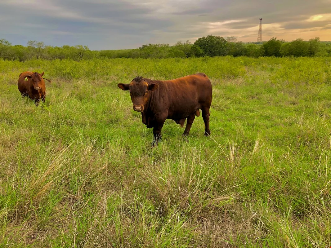 Skidmore Ranch — Sale in Lockhart, TX, photo 2 of 5