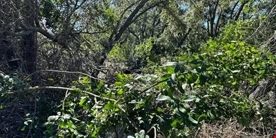 Executive Homesite - 4.19 Acres, Florida — Sale in Palm Harbor, FL, photo 5 of 8