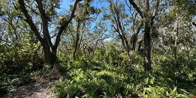 Executive Homesite - 4.19 Acres, Florida — Sale in Palm Harbor, FL, photo 6 of 8