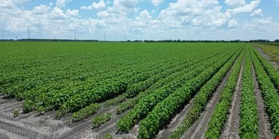 PLEAK RD and FM 2977 Richmond TX — Sale in Richmond, TX, photo 6 of 7