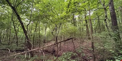 Tract 1 - 50.19± Acres - Knox Ln, Clarksville TN — Sale in Clarksville, TN, photo 8 of 8