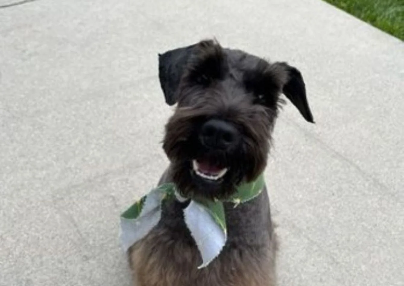 Semi-Absentee Pet Grooming Spa (SBA Pre-Qualified) — Sale in Whittier, CA, photo 1 of 1