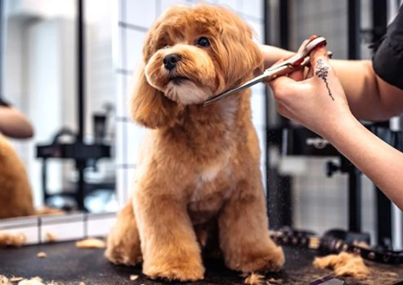 35 Year Absenteee Owned Award-Winning Pet Grooming… — Sale in Sacramento, CA, photo 1 of 1