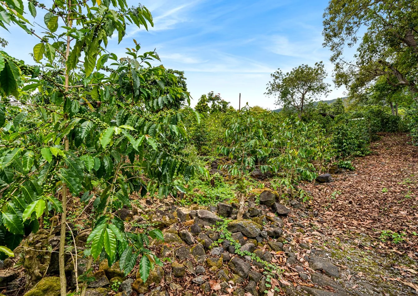 South Kona Fee-Simple Coffee Estate-Leased Through 2034 for Steady Investment Income - other for sale in hilo, HI
