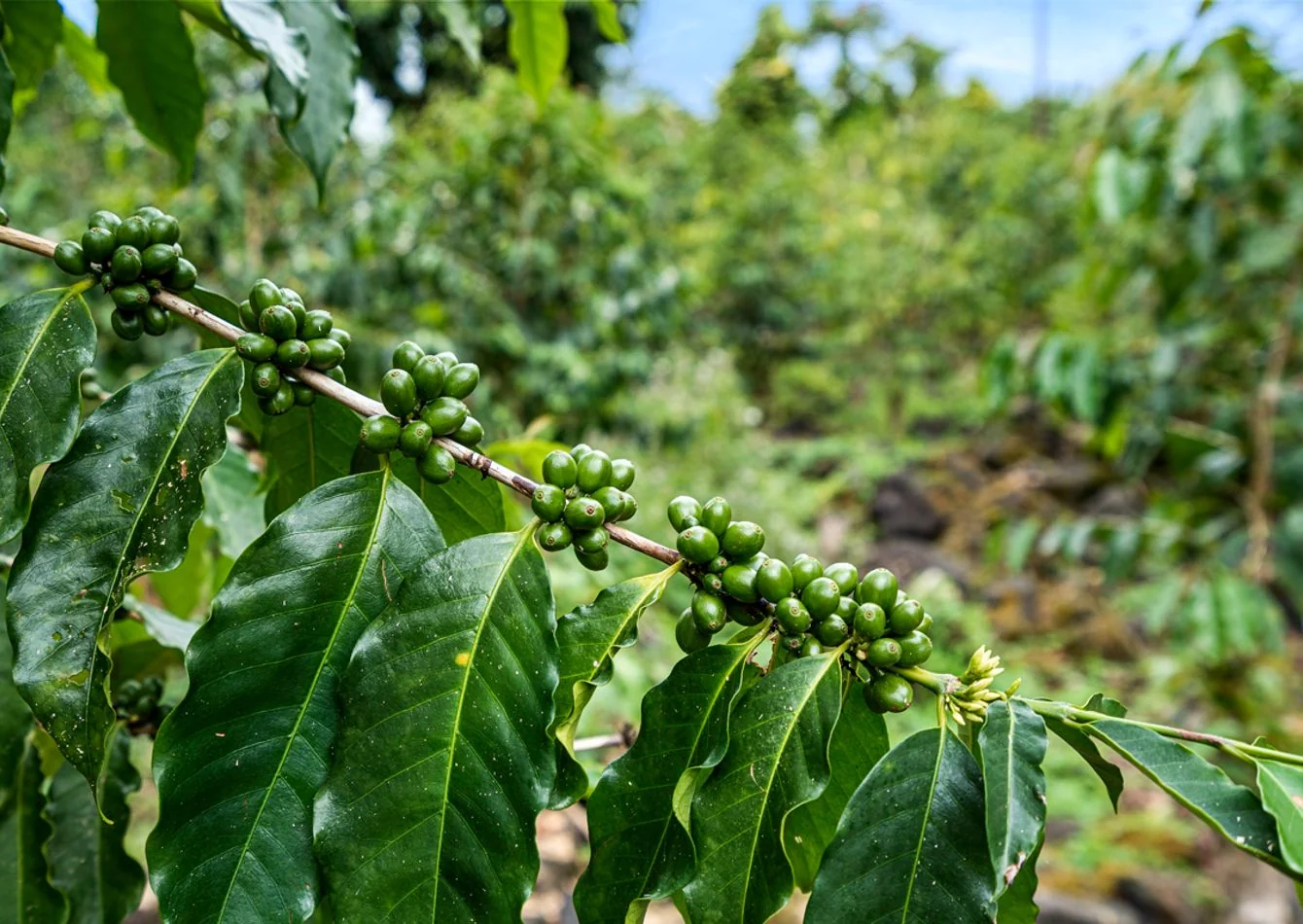 Turnkey Kona Coffee Farm & Brand –Business, Farm & Residence - other for sale in captain cook, HI