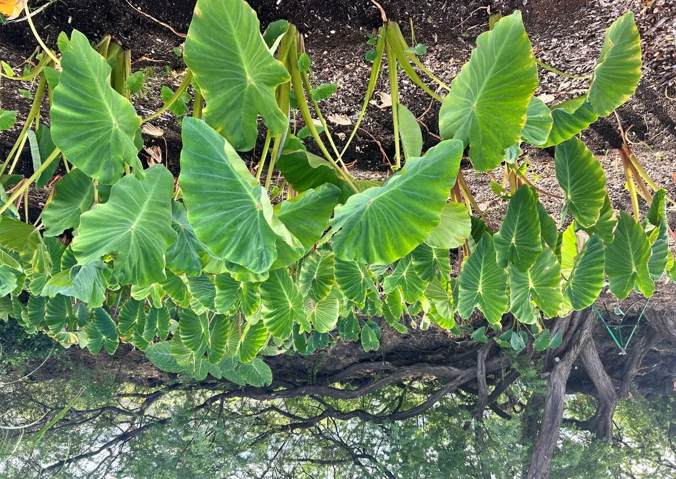 A Decade of Getting Dirty, Pivoting Like a Pro, and growing with Aloha. - other for sale in hilo, HI