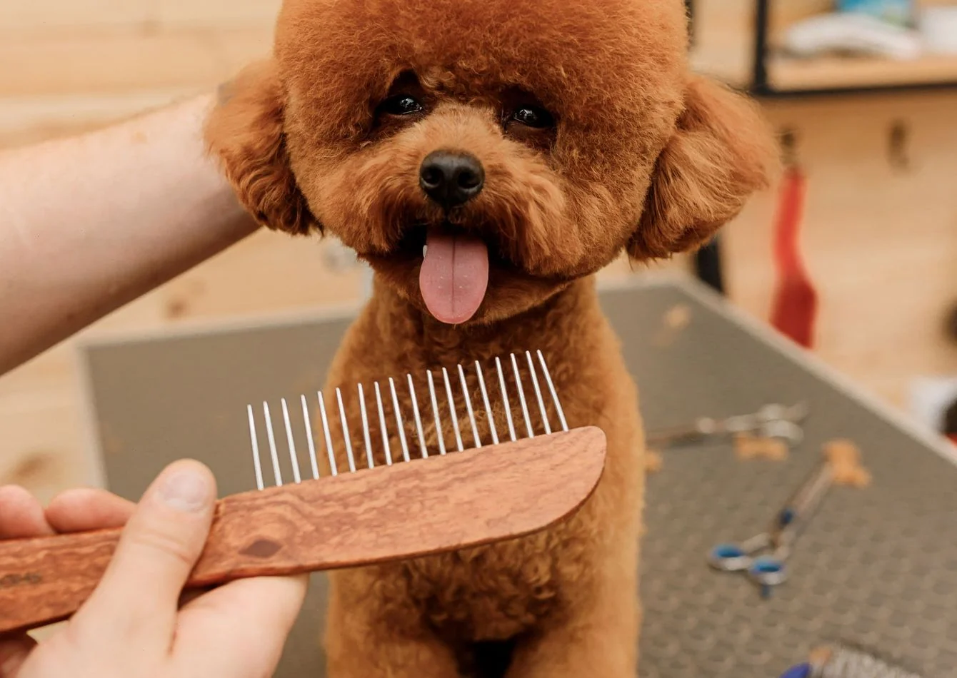 Pet Grooming & Retail Business – Recurring Revenue –… — Sale in Grand Rapids, MI, photo 1 of 1