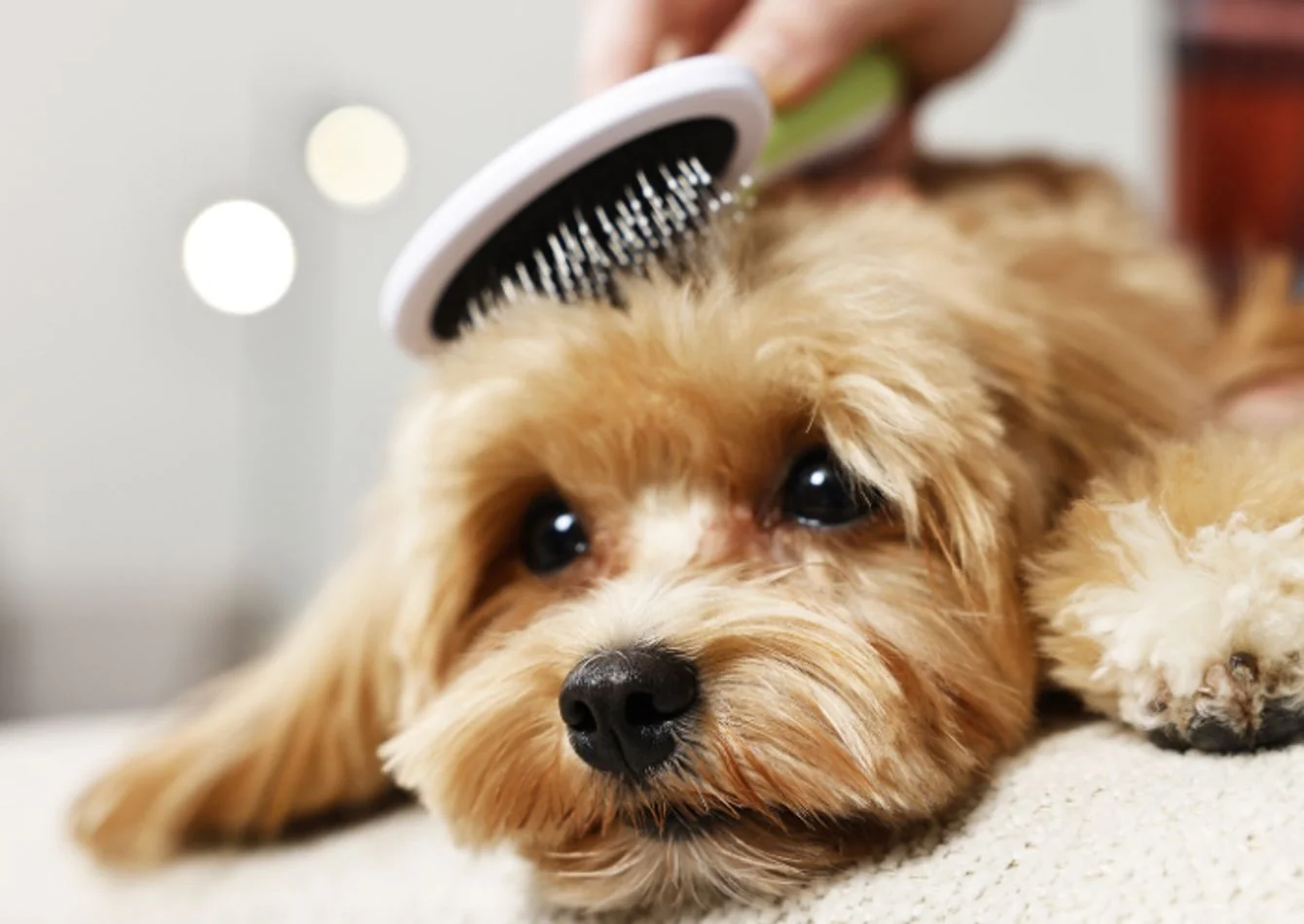 Fully Booked Dog Salon in an affluent market with… — Sale in Madeira, OH, photo 1 of 1
