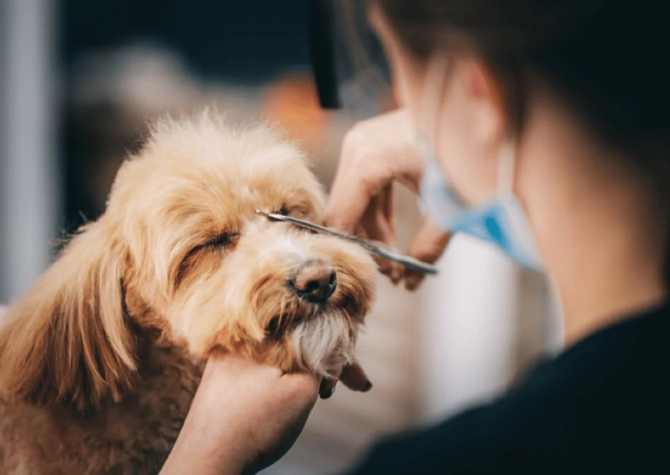 Established Mobile Pet Grooming Franchise — Exclusive… — Sale in Columbus, OH, photo 1 of 1