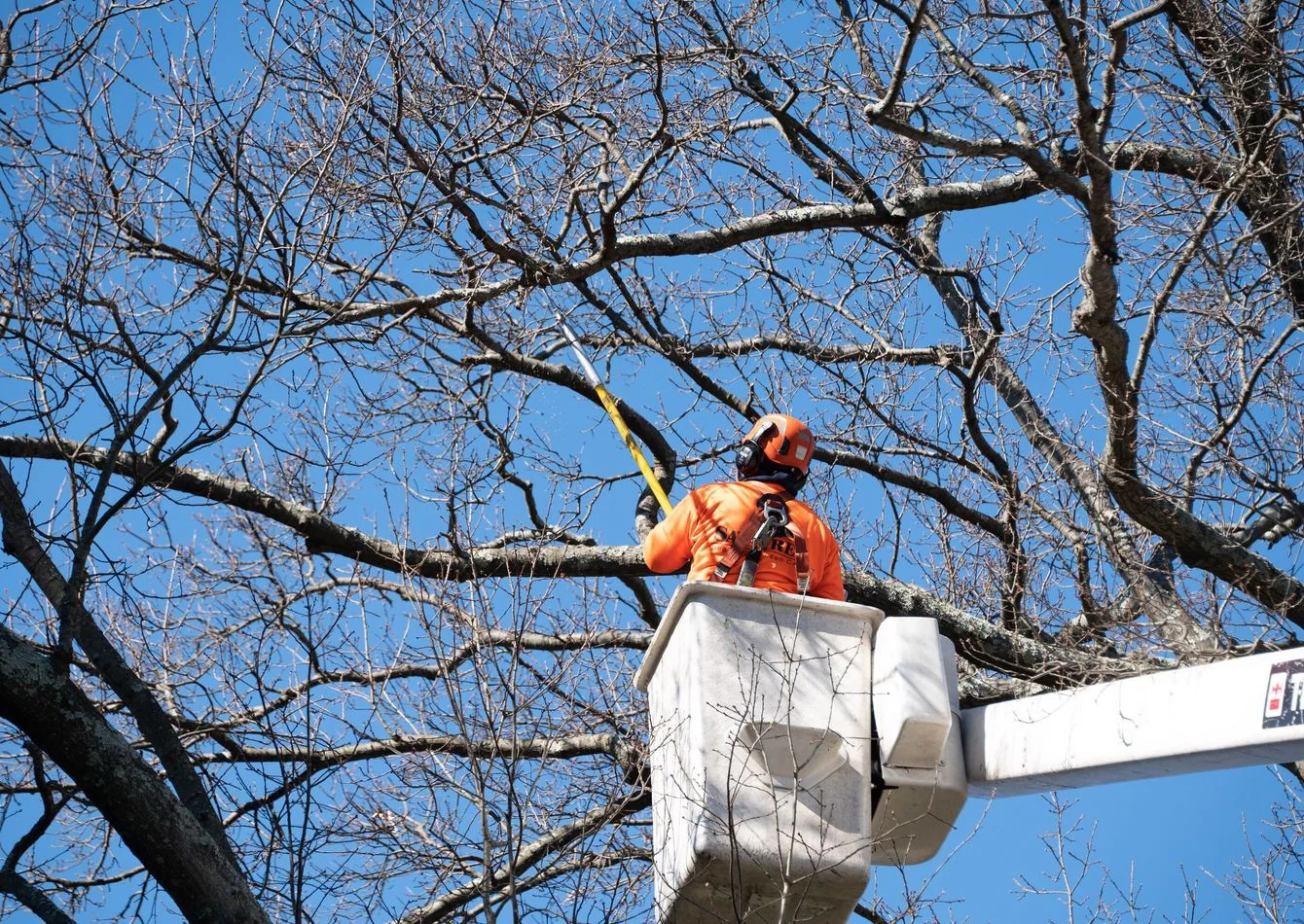 Established Tree Service Co. — Salt Lake County |… — Sale in Draper, UT, photo 1 of 1