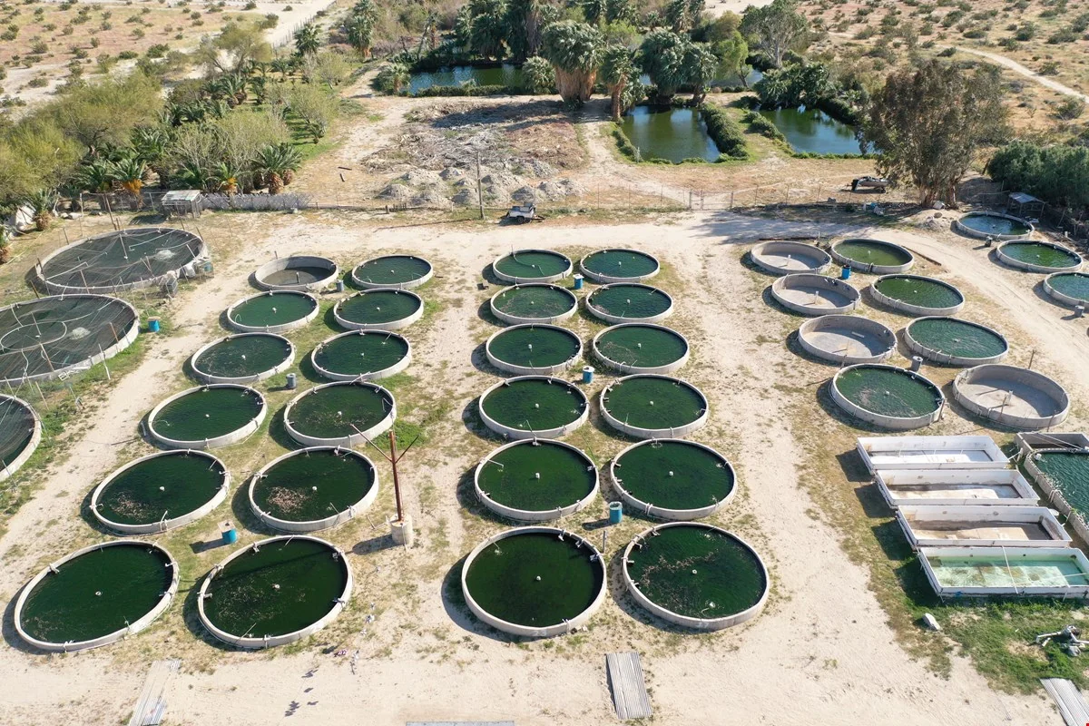 Fish Farm Business and Real Estate Opportunity — Sale in Desert Hot Springs, CA, photo 5 of 8