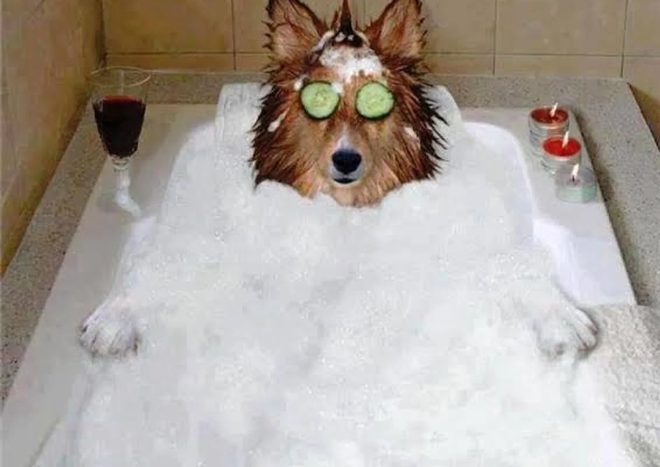 Highly Profitable Pet Spa & Boutique - SC2297 — Sale in Northern California, CA, photo 1 of 1