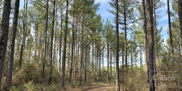 Alabama Land Portfolio - +/-1,197 Acres — Sale in Fayetteville, AR, photo 3 of 8